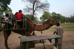 Children Camel Riding at Islamabad Zoo