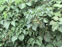 Grapes in Growing process of Green Islamabad