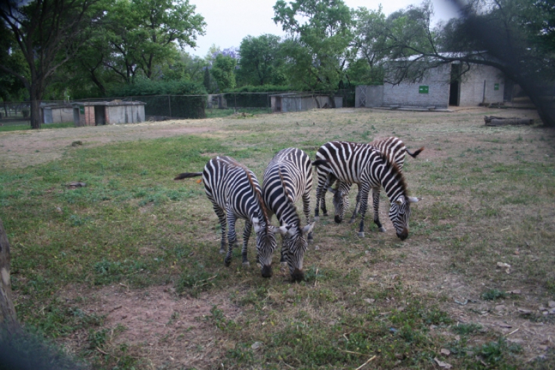 Here are some Zebras who got residential status in Islamabad.